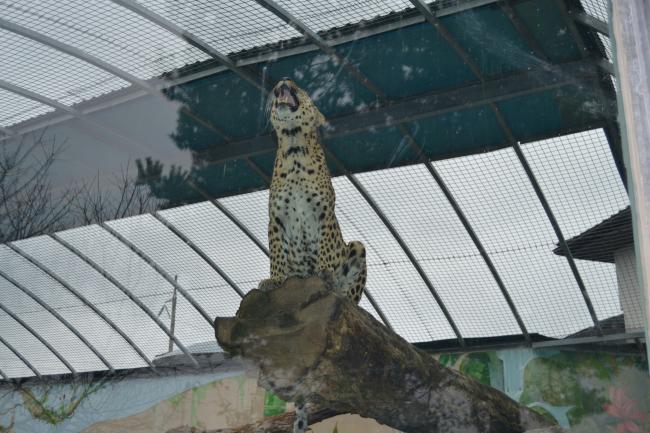 Новини Вінниці - фото з Подільський зоопарк вбрався в осінні барви і запрошує гостей