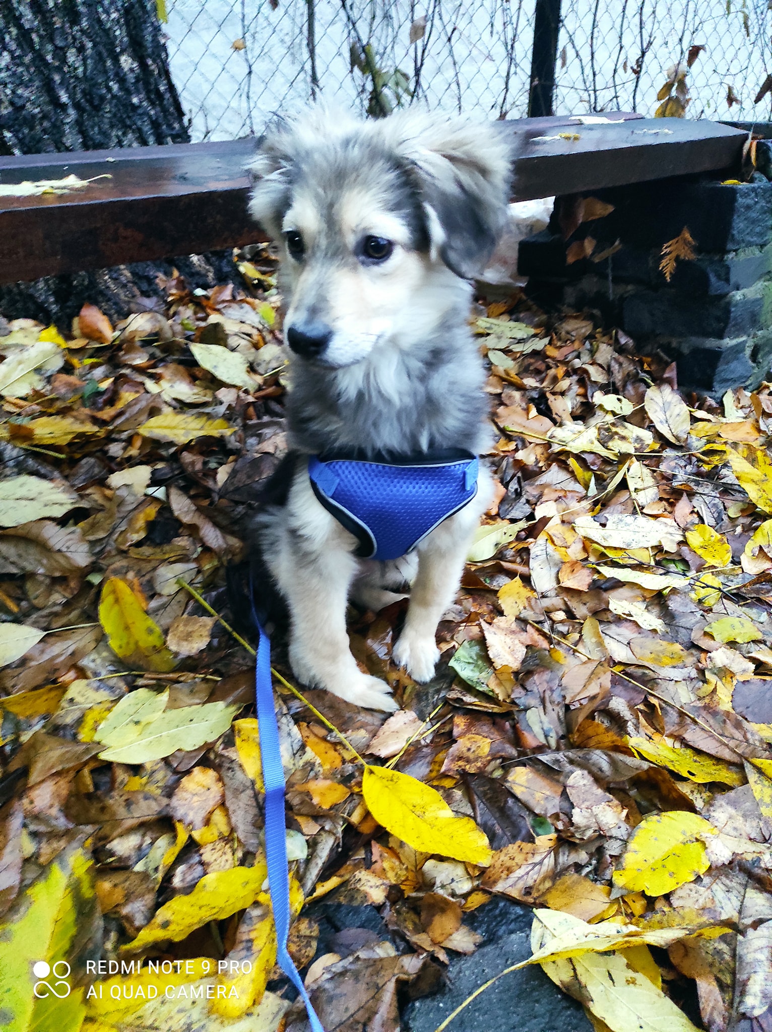 Новини Житомира - фото з Пухнастики шукають господарів: оголошення у Житомирі станом на 8 листопада 2025 року