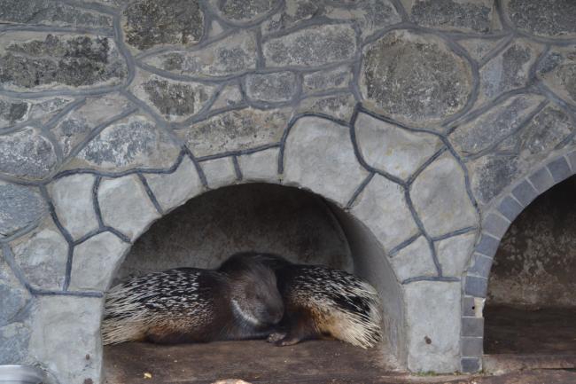 Новини Вінниці - фото з Подільський зоопарк вбрався в осінні барви і запрошує гостей