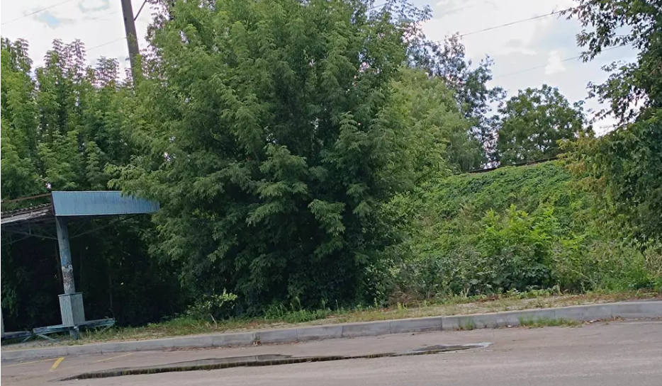 Новини Козятина - фото з Куди поділася зупинка на Куликівського в Козятині?