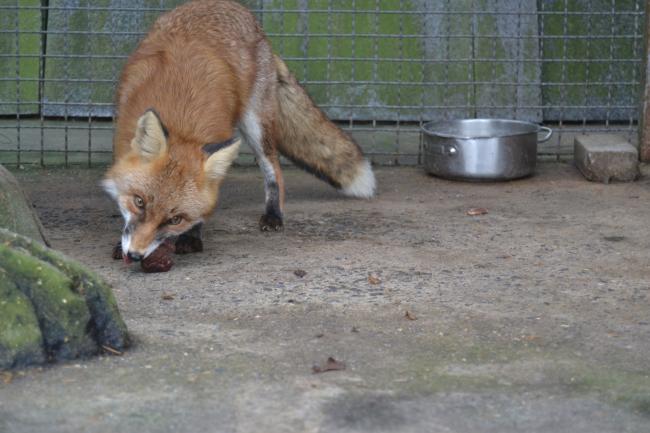 Новини Вінниці - фото з Подільський зоопарк вбрався в осінні барви і запрошує гостей