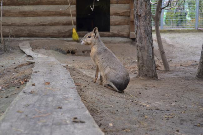 Новини Вінниці - фото з Подільський зоопарк вбрався в осінні барви і запрошує гостей