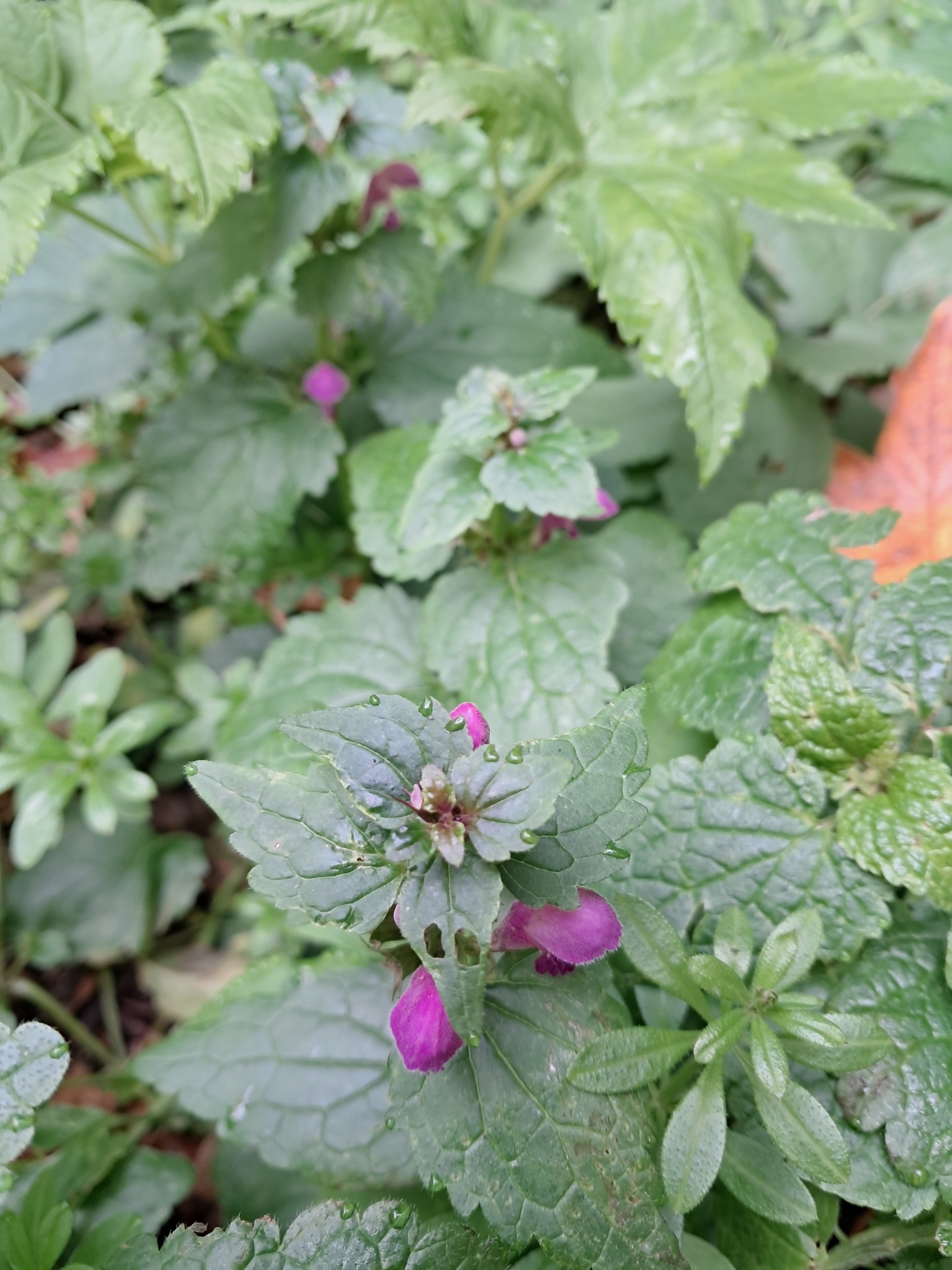 Новини Тернополя - фото з У заповіднику на Тернопільщині в листопаді розцвіли рідкісні квіти