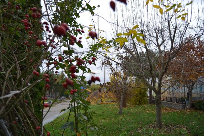 Новини Вінниці - фото з Подільський зоопарк вбрався в осінні барви і запрошує гостей