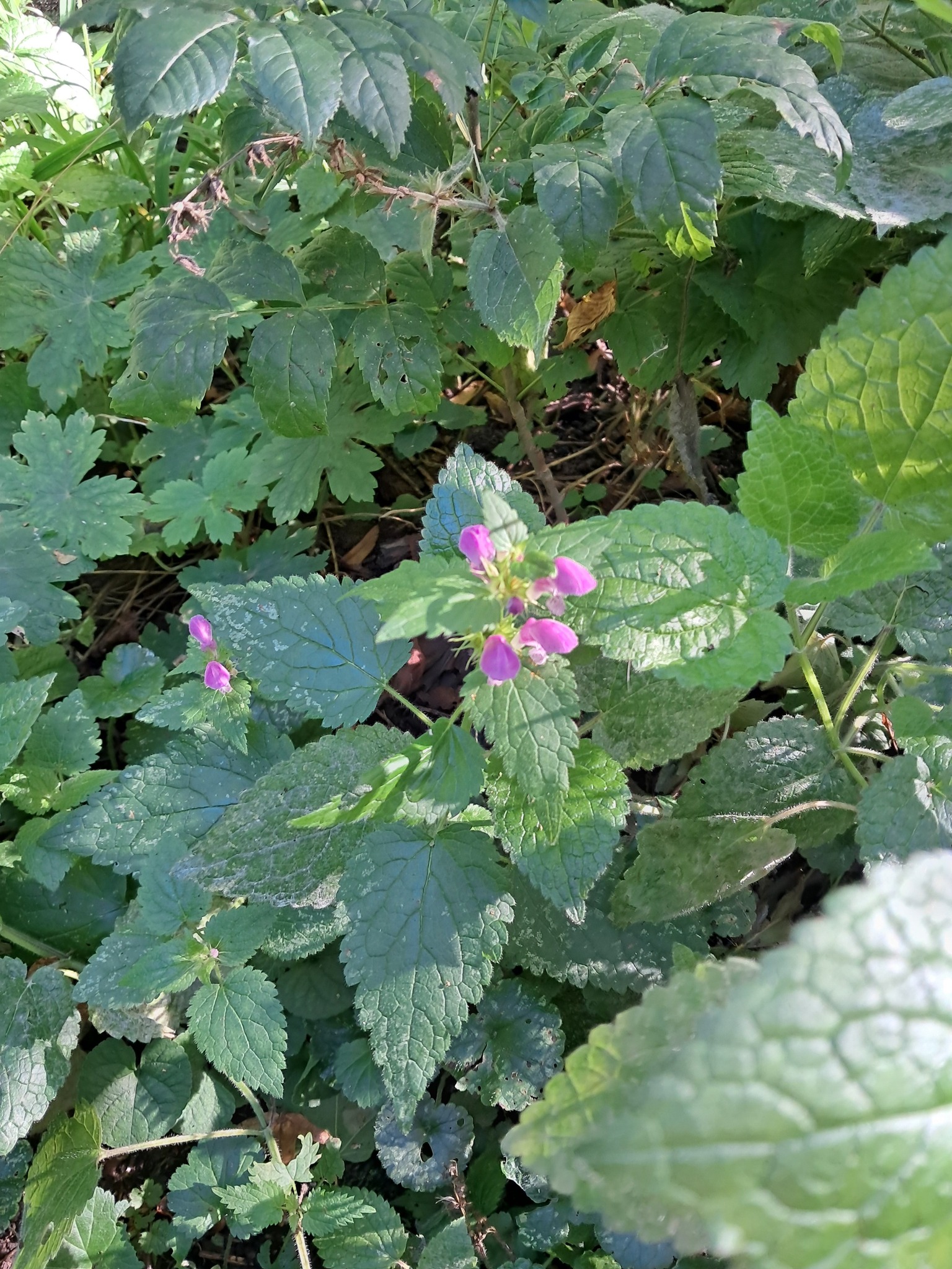 Новини Тернополя - фото з У заповіднику на Тернопільщині в листопаді розцвіли рідкісні квіти