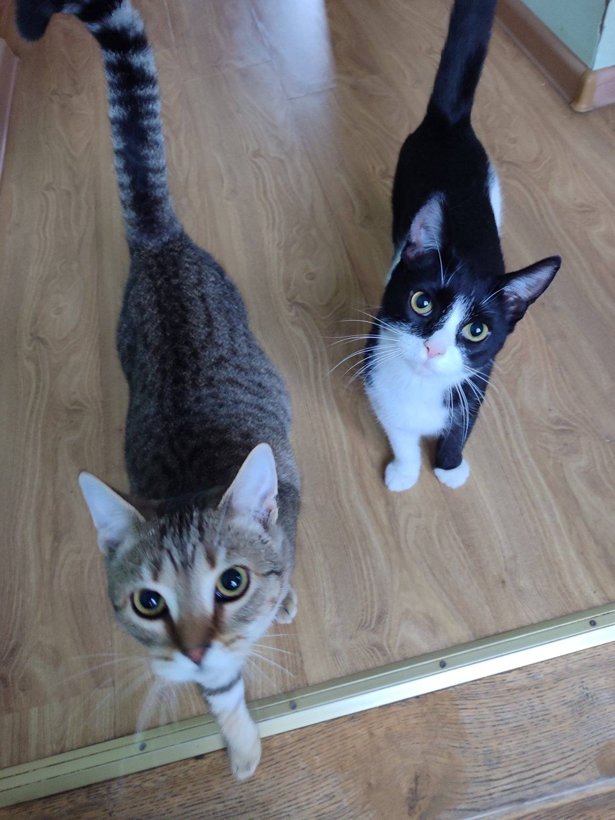 Новини Житомира - фото з Пухнастики шукають господарів: оголошення у Житомирі станом на 8 листопада 2025 року