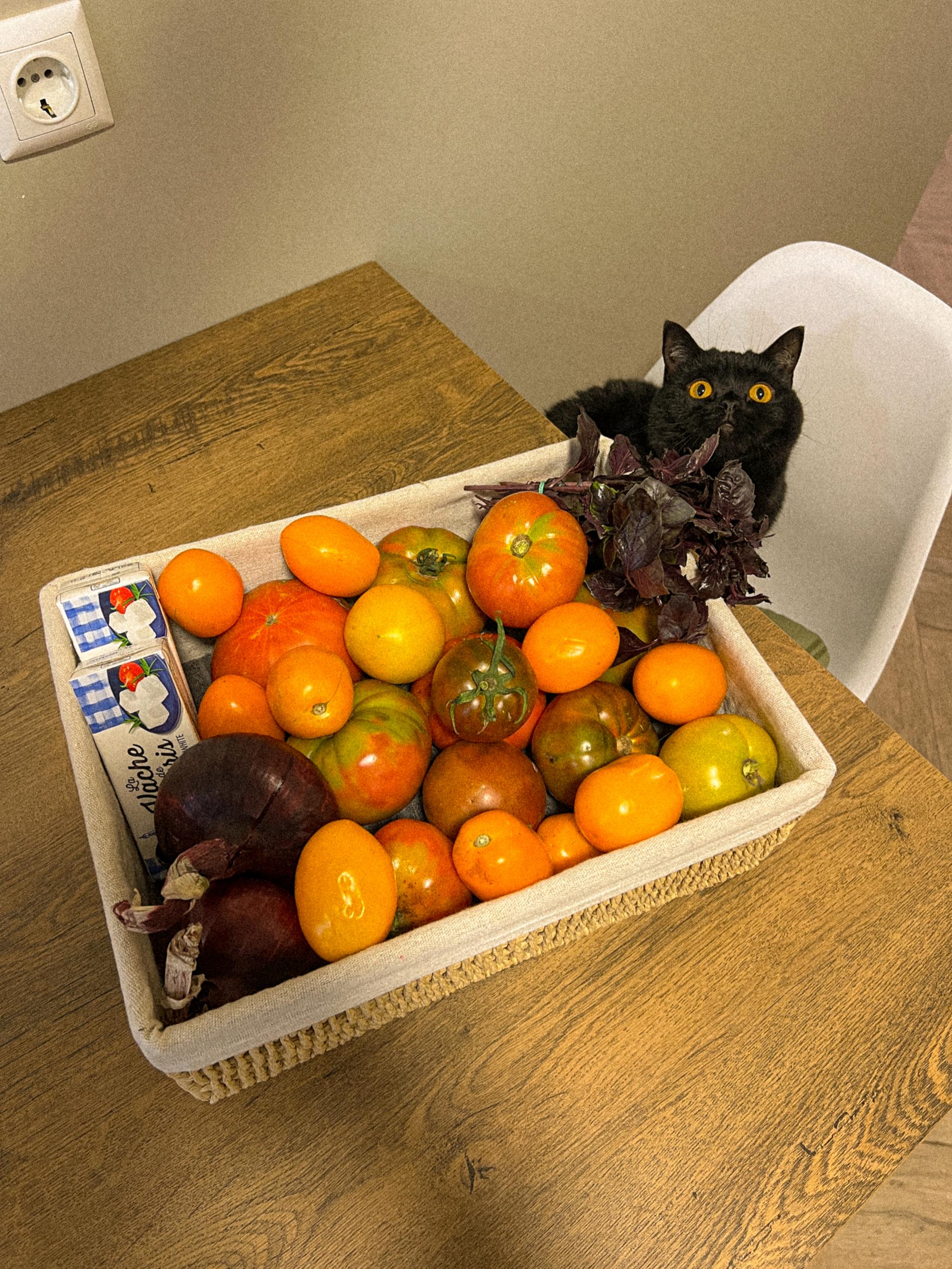 Новини Хмельницького - фото з Хмельничанка Анастасія збирає донати помідорами: деталі