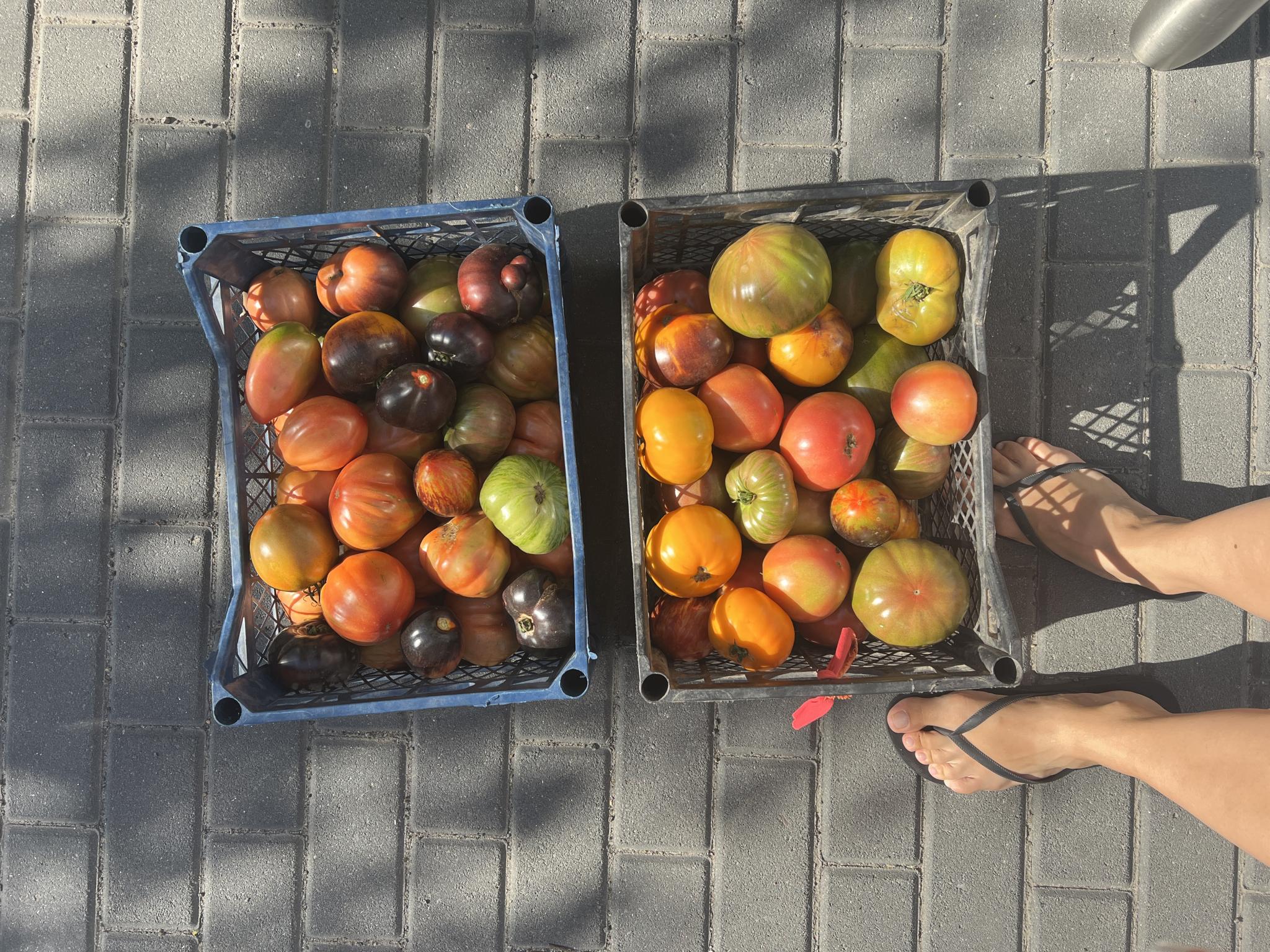 Новини Хмельницького - фото з Хмельничанка Анастасія збирає донати помідорами: деталі