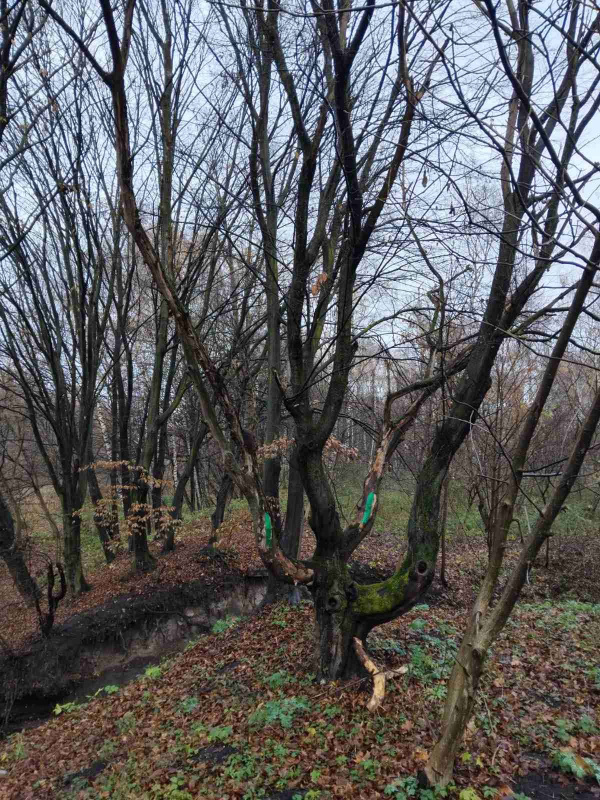 Новини Тернополя - фото з У парку Сопільче видалять аварійні дерева
