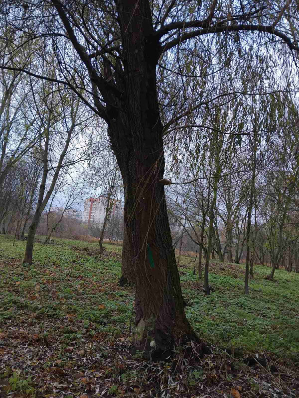 Новини Тернополя - фото з У парку Сопільче видалять аварійні дерева