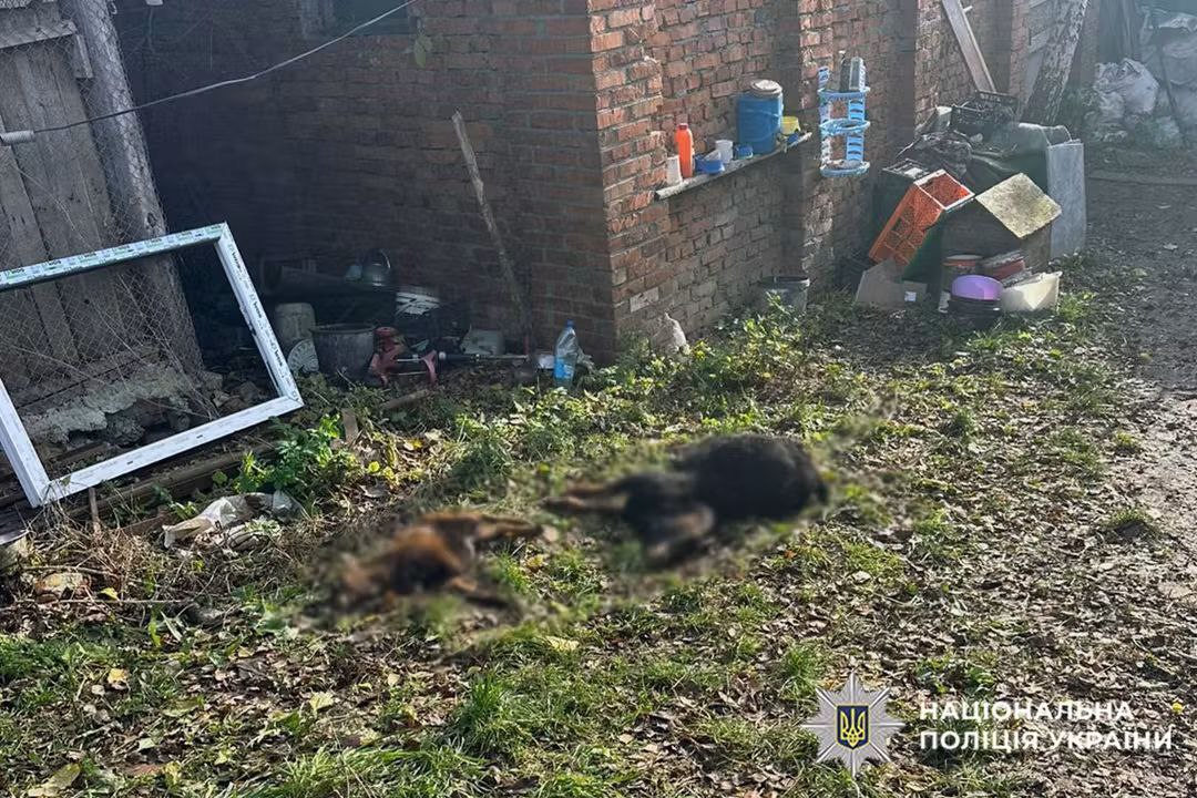 Новини Хмельницького - фото з Поліція та ДСНС показали, як ловили левицю, що втекла із зоокуточка (ФОТО, ВІДЕО) Левиці, які втекли з реабілітаційного центру, вбили декілька тварин