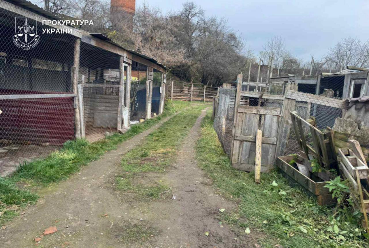 Новини Хмельницького - фото з Через втечу левиць у Хмельницькому загинули інші тварини, — прокуратура З вольєру у Хмельницькому втекли дві левиці