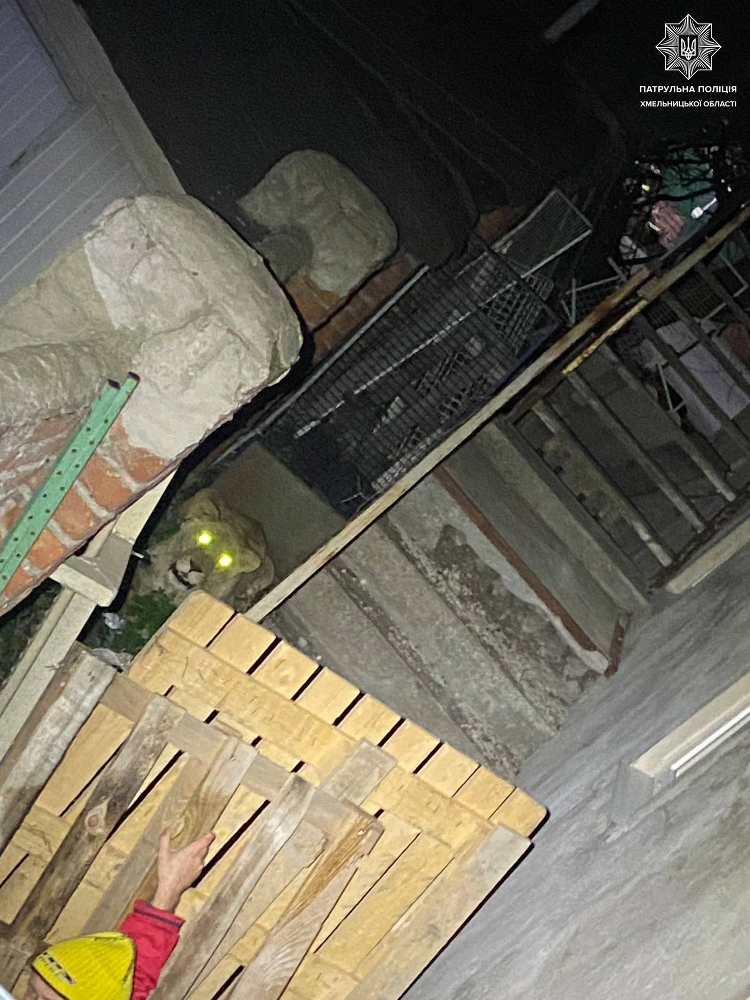 Новини Хмельницького - фото з Поліція та ДСНС показали, як ловили левицю, що втекла із зоокуточка (ФОТО, ВІДЕО) Як у Хмельницькому шукали левицю, яка втекла з вольєра реабілітаційного центру для тварин