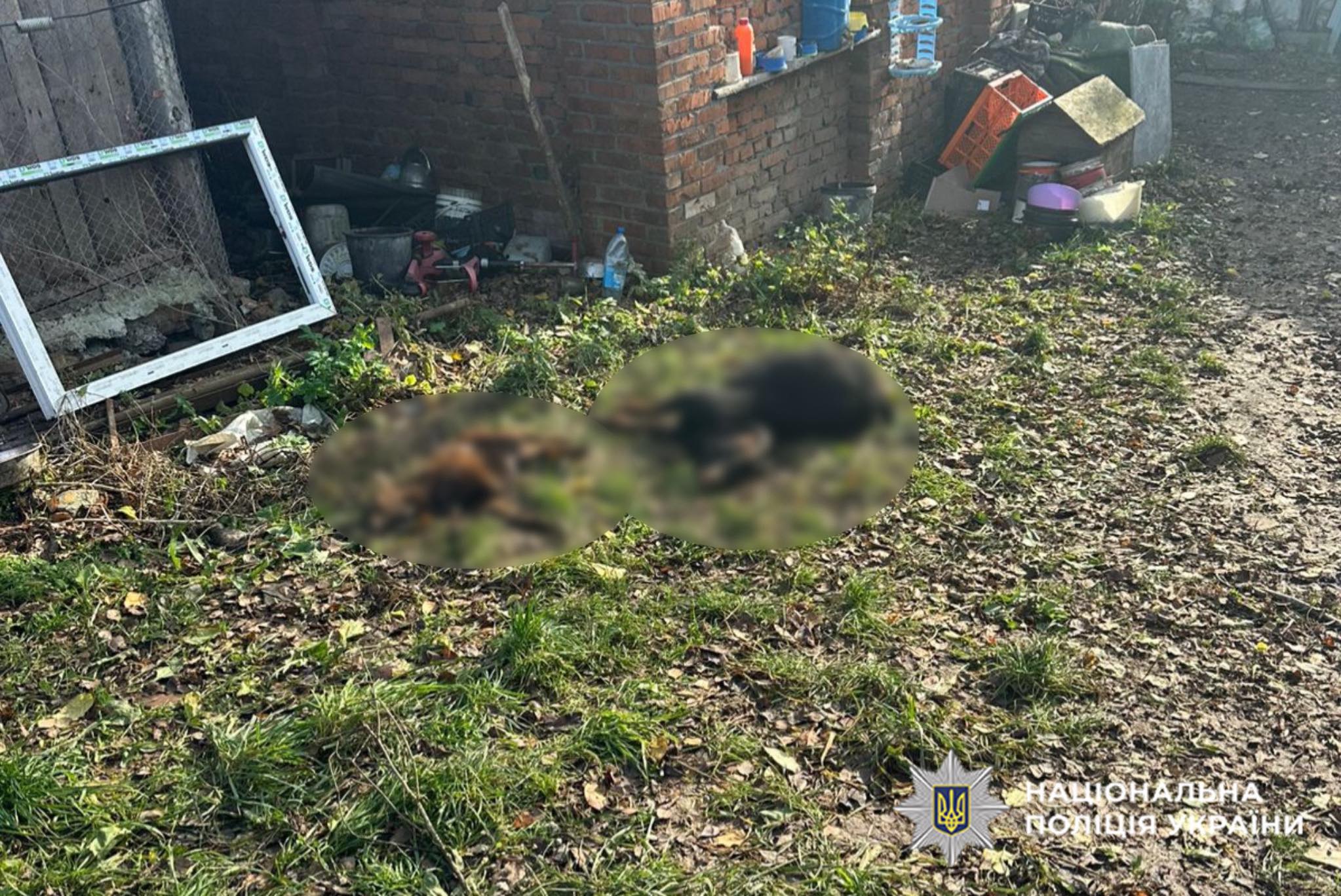 Новини Хмельницького - фото з Через втечу левиць у Хмельницькому загинули інші тварини, — прокуратура