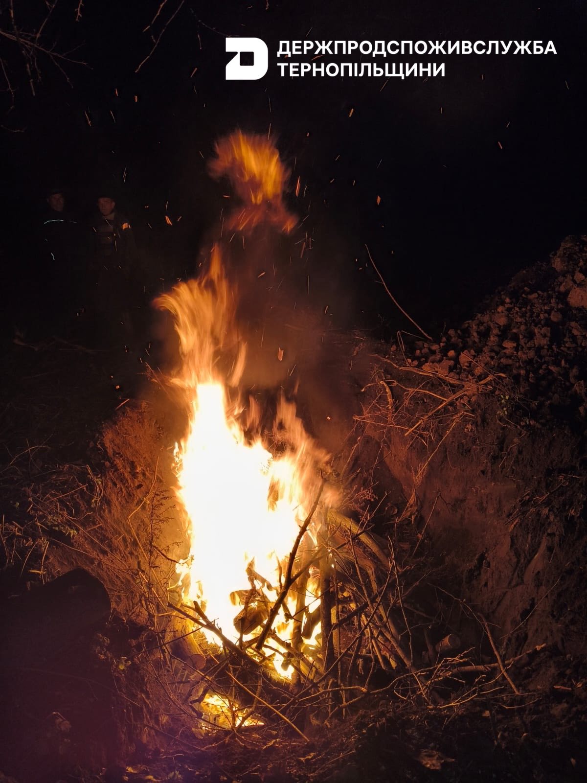 Новини Тернополя - фото з Африканську чуму свиней виявили на Збаражчині: як запобігають поширенню збудника