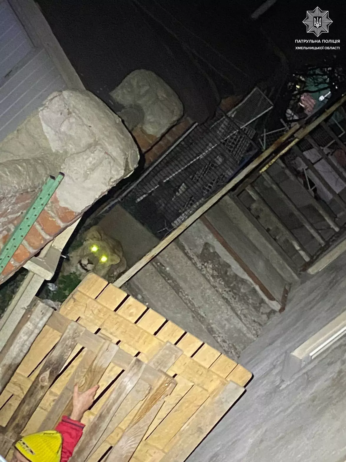 Новини Хмельницького - фото з Яка доля чекає на «зоопарк Пальохіна» після втечі левиць: дізнались деталі