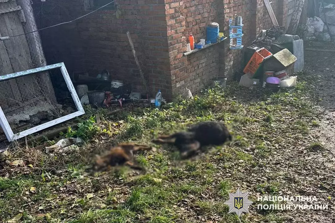 Новини Хмельницького - фото з Яка доля чекає на «зоопарк Пальохіна» після втечі левиць: дізнались деталі