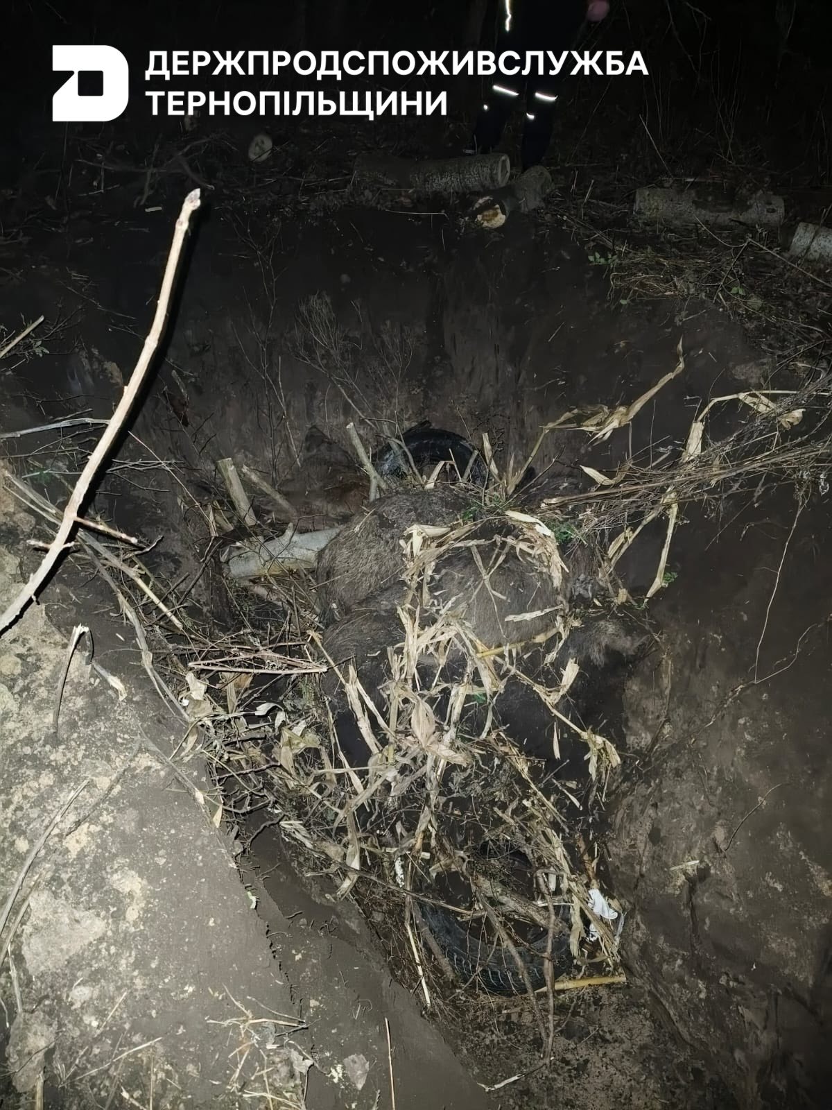 Новини Тернополя - фото з Африканську чуму свиней виявили на Збаражчині: як запобігають поширенню збудника