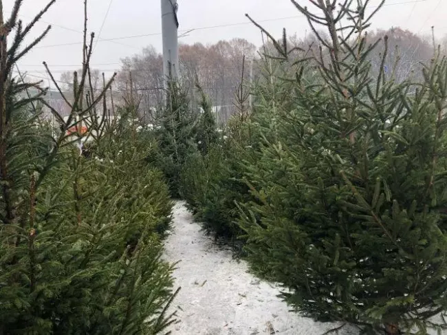 Новини Вінниці - фото з Вінниця готується до свят: визначили перелік офіційних точок продажу ялинок та прикрас