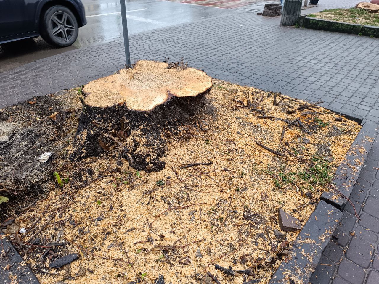 Новини Тернополя - фото з На Грушевського видалили багаторічні дерева та висадили катальпи