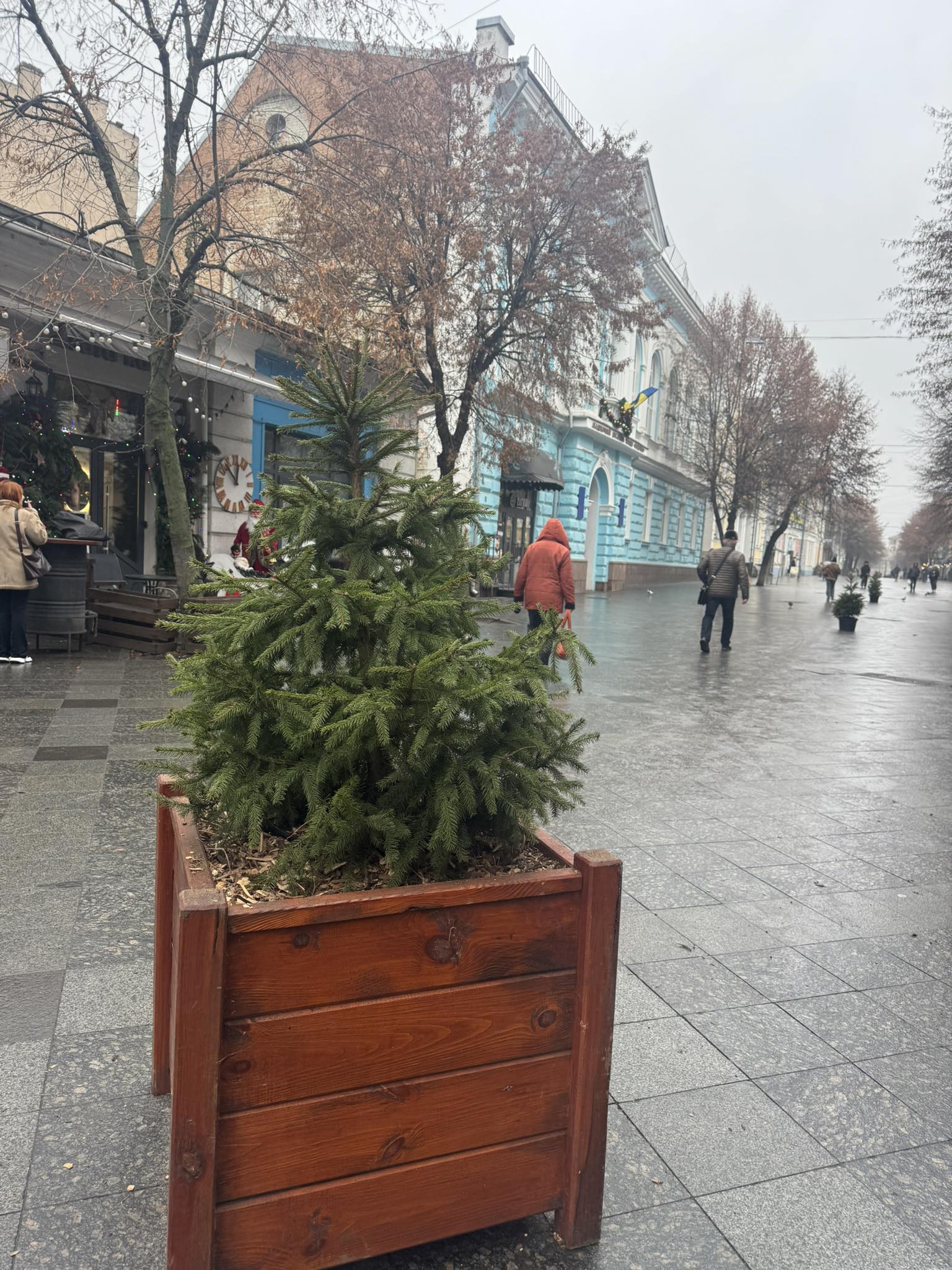 Новини Житомира - фото з Михайлівську прикрасили живими ялинками