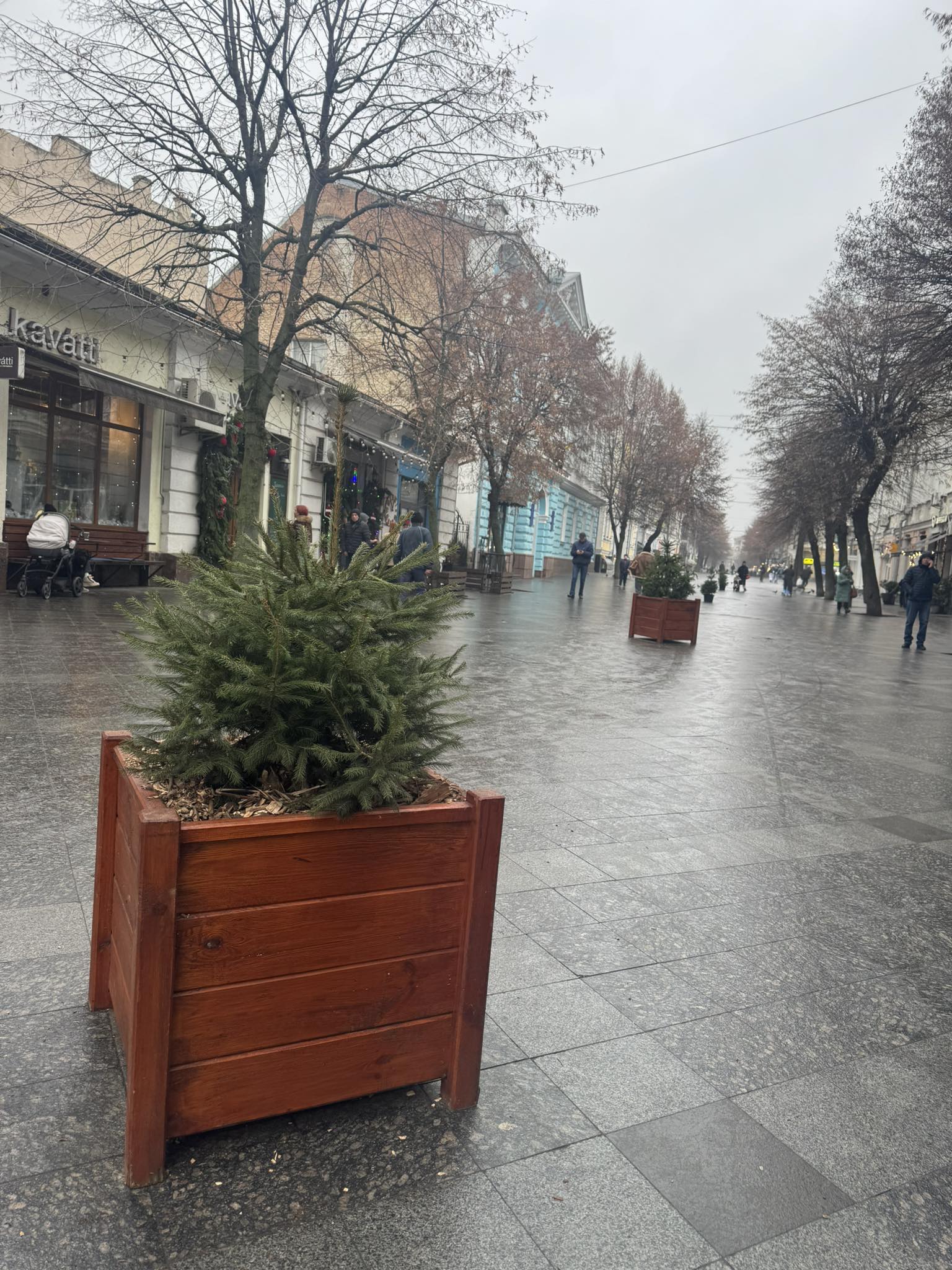 Новини Житомира - фото з Михайлівську прикрасили живими ялинками