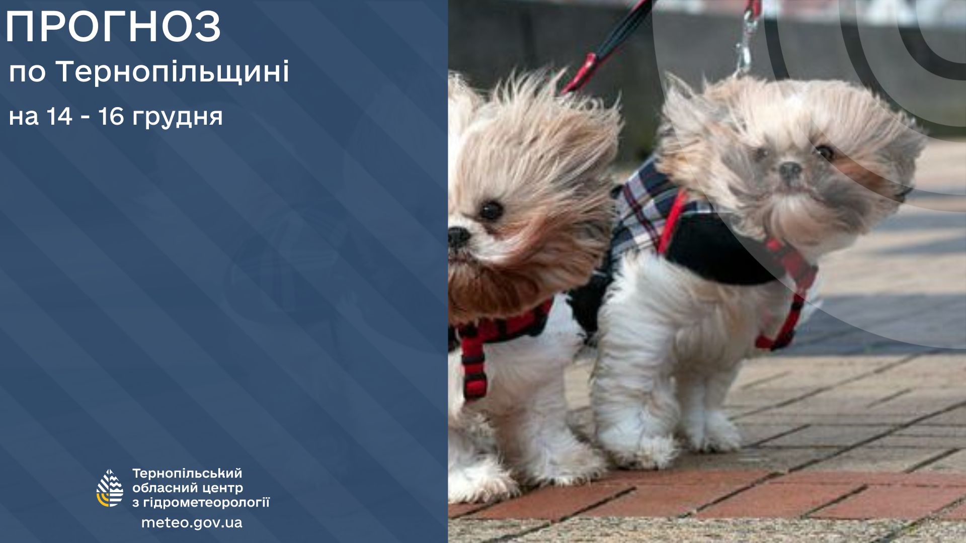 Новини Тернополя - фото з Синоптики попереджають про посилення вітру в Тернополі та області