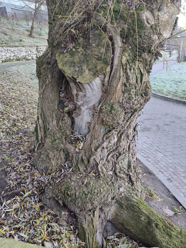 Новини Тернополя - фото з У парку Тараса Шевченка видалять аварійну вербу