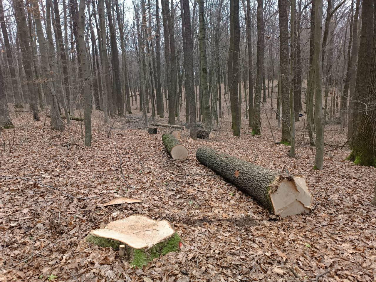 Новини Вінниці - фото з Бензопили чути навіть удома: чи законно ріжуть ліс у Прибузькому лісництві?