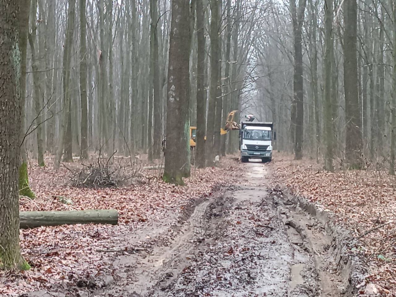Новини Вінниці - фото з Бензопили чути навіть удома: чи законно ріжуть ліс у Прибузькому лісництві?