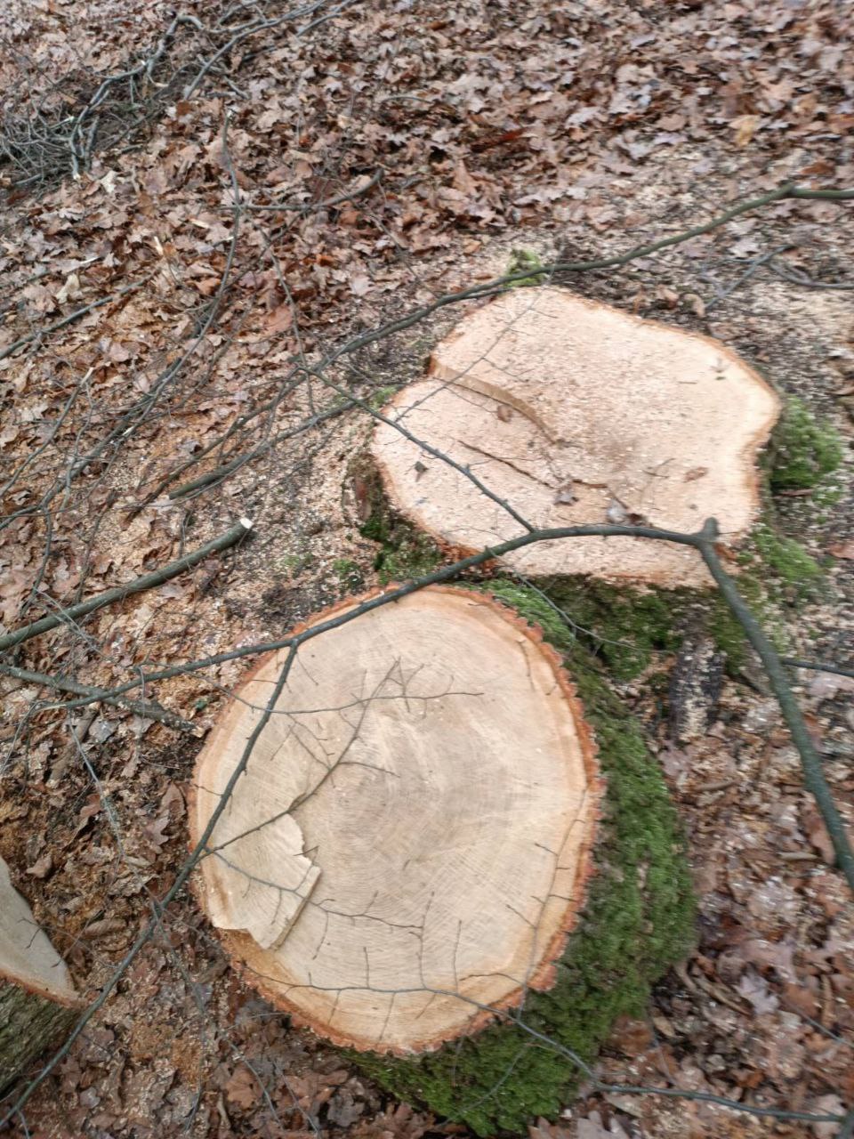 Новини Вінниці - фото з Бензопили чути навіть удома: чи законно ріжуть ліс у Прибузькому лісництві?
