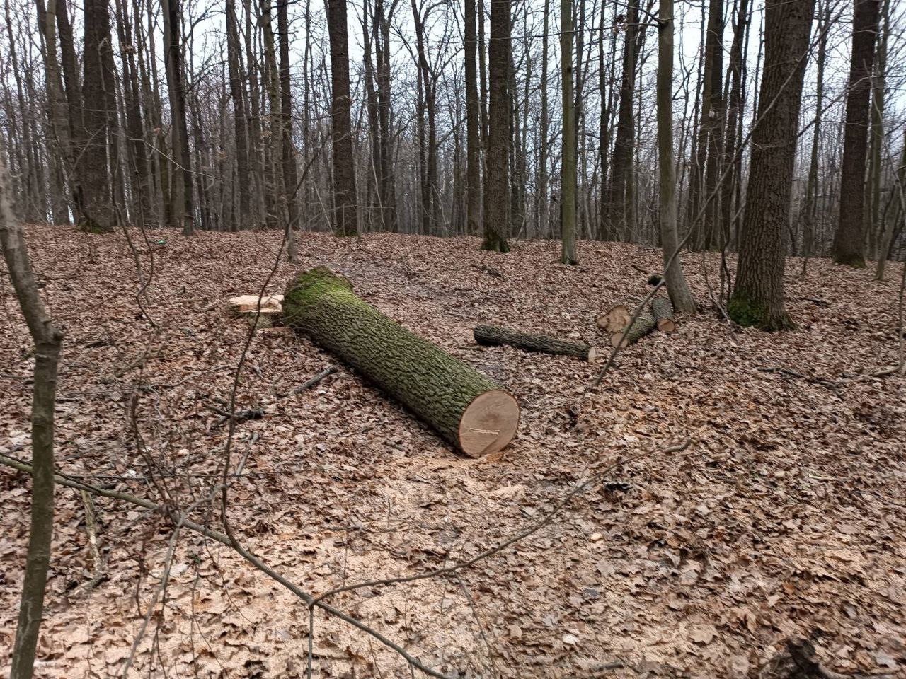 Новини Вінниці - фото з Бензопили чути навіть удома: чи законно ріжуть ліс у Прибузькому лісництві?