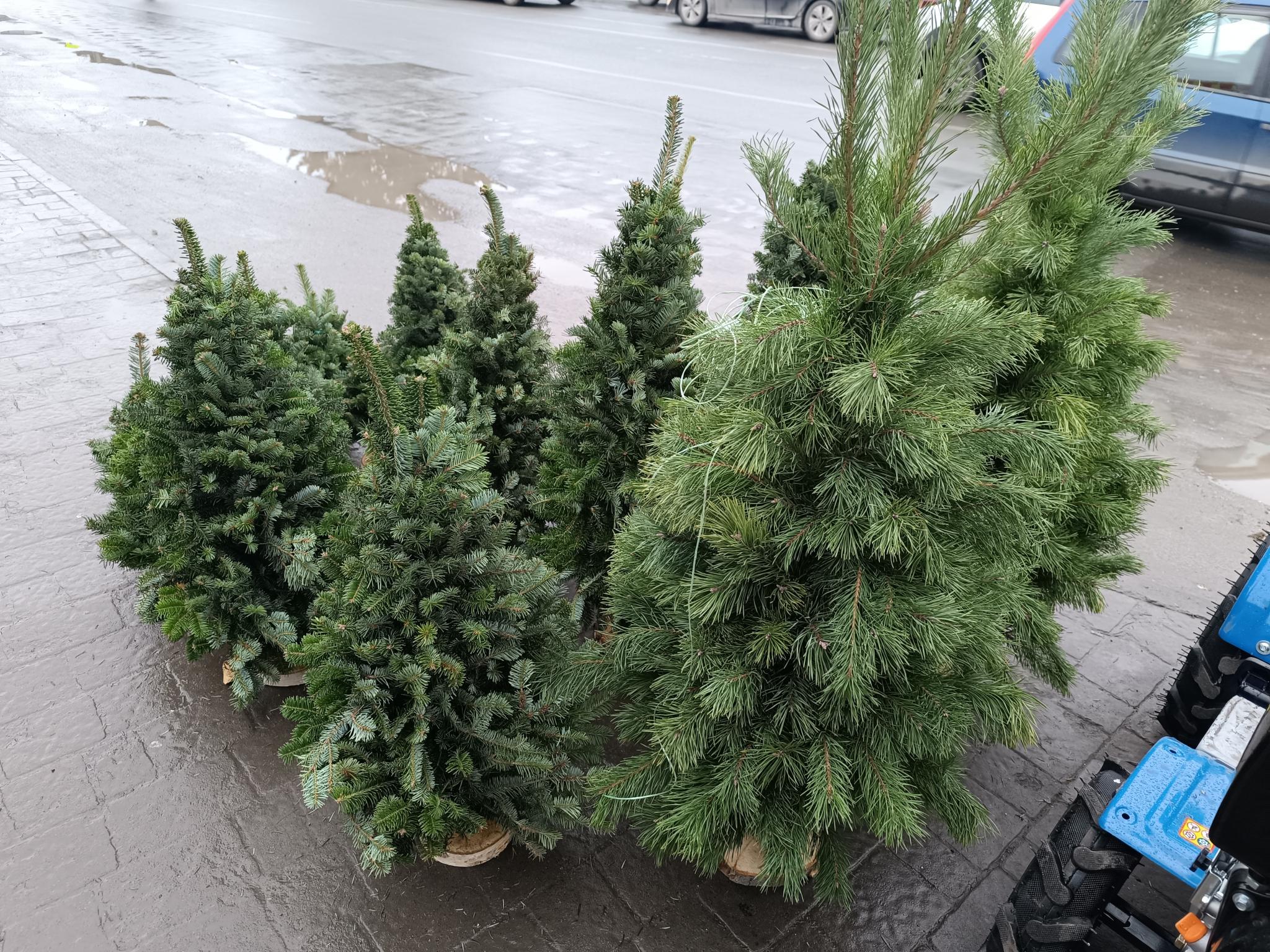 Новини Тернополя - фото з Скільки коштують «живі» та штучні ялинки у Тернополі: дивіться ціни!