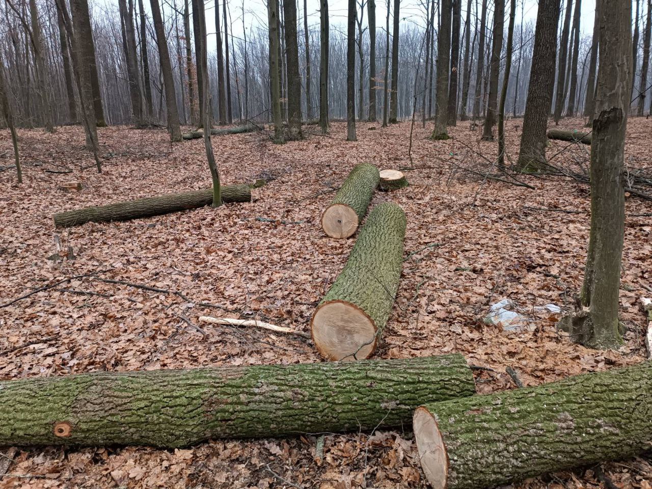 Новини Вінниці - фото з Бензопили чути навіть удома: чи законно ріжуть ліс у Прибузькому лісництві?