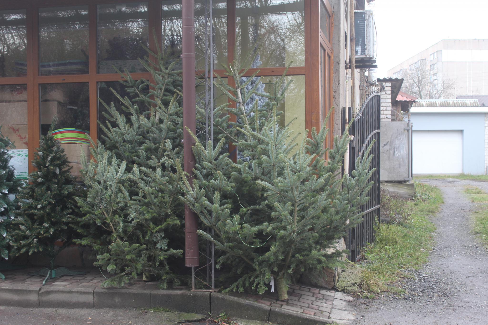 Новини Козятина - фото з Штучні, натуральні та ялинки своїми руками