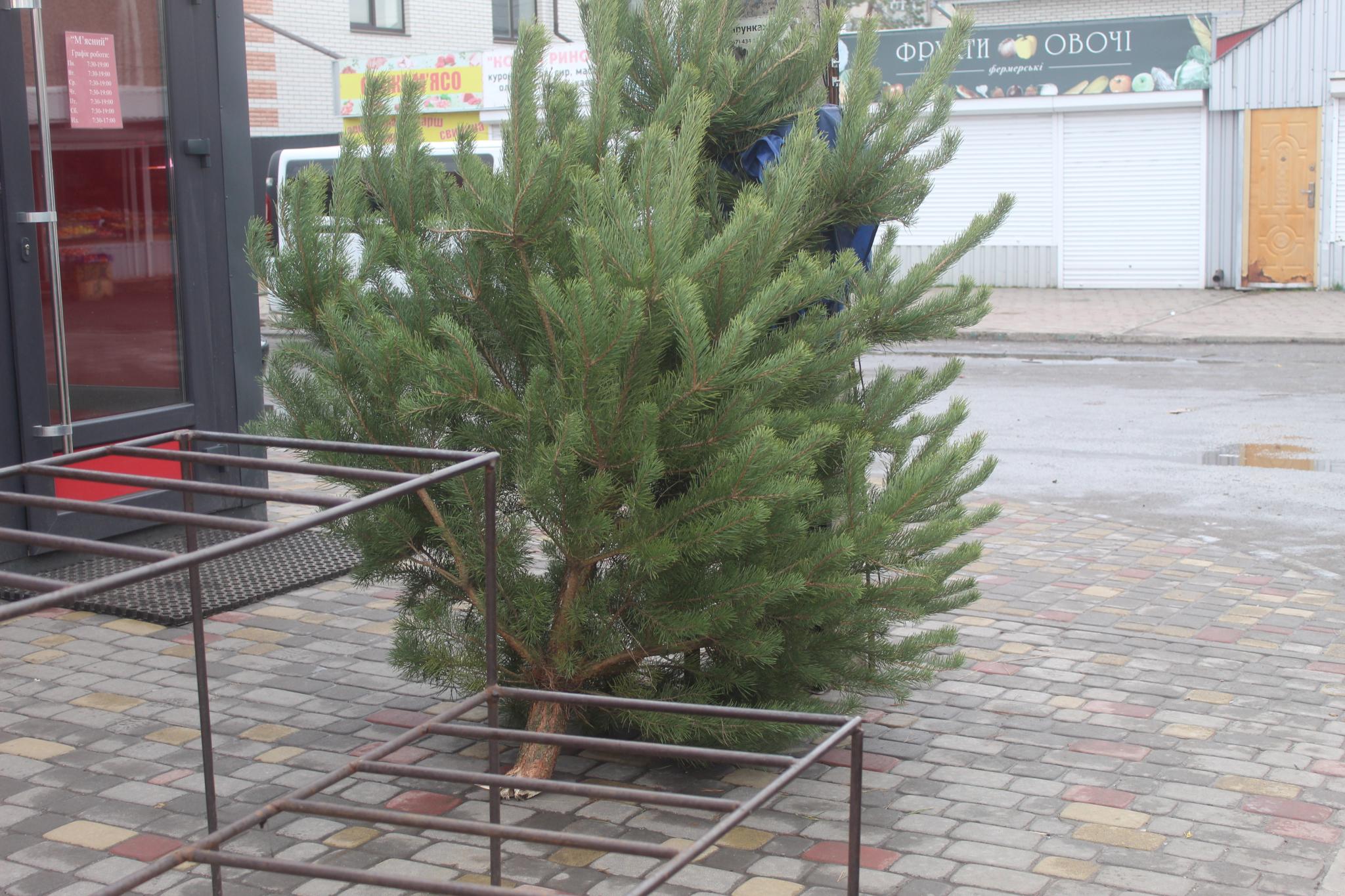 Новини Козятина - фото з Штучні, натуральні та ялинки своїми руками