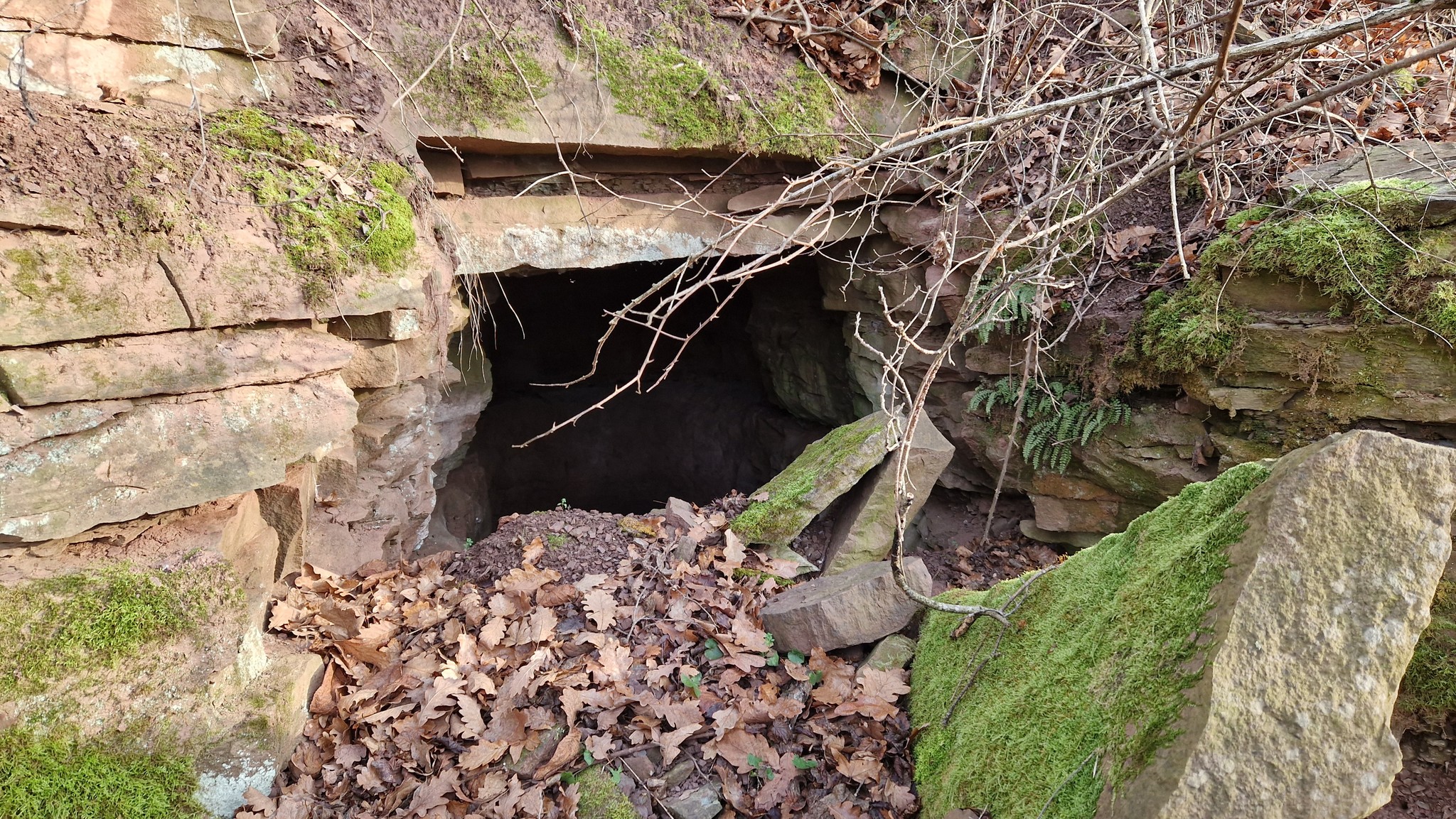 Грудень у «Дністровському каньйоні»: дивовижні знахідки в околицях Устечка та Ниркова