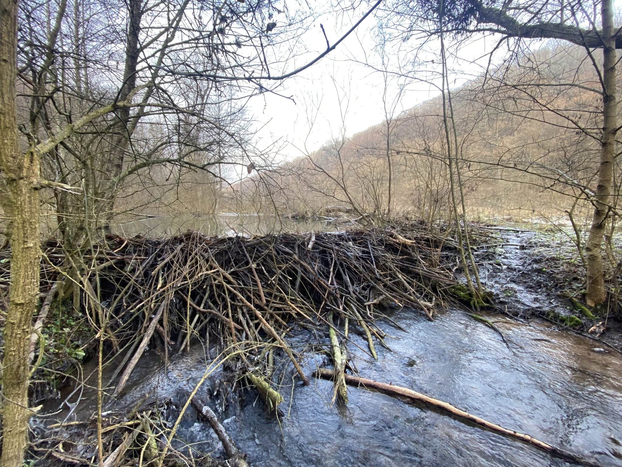 Грудень у «Дністровському каньйоні»: дивовижні знахідки в околицях Устечка та Ниркова