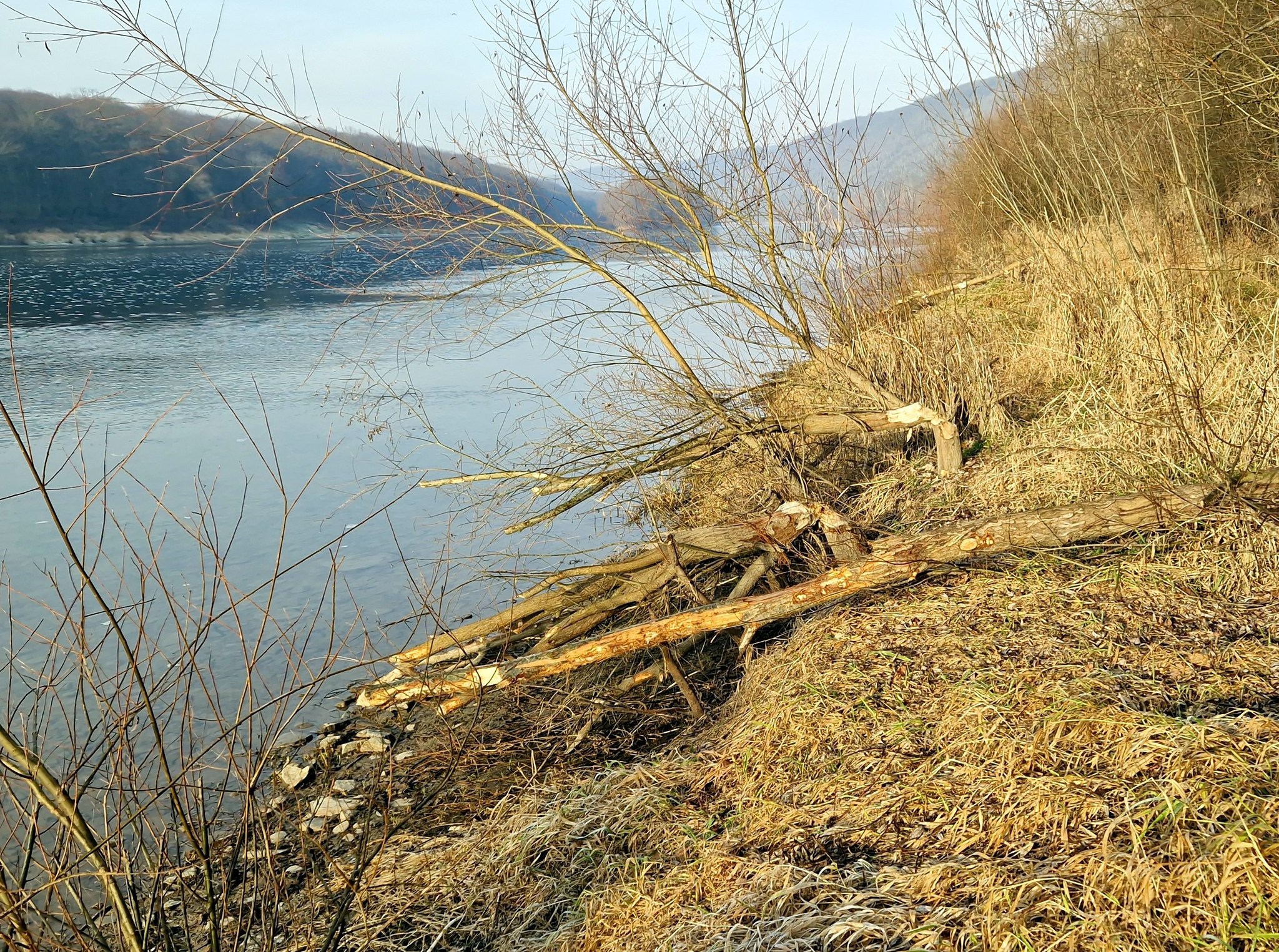 Грудень у «Дністровському каньйоні»: дивовижні знахідки в околицях Устечка та Ниркова