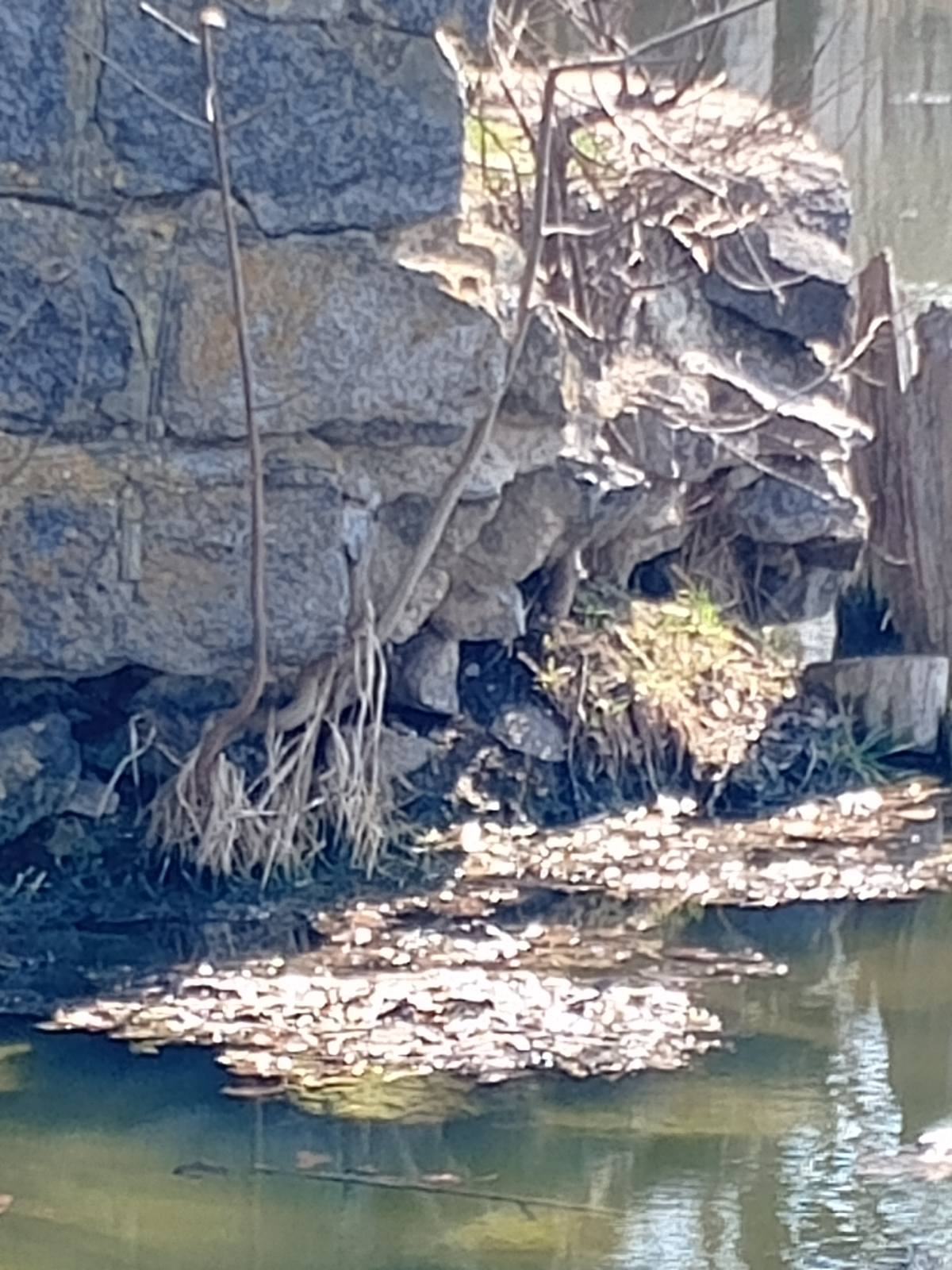 Новини Козятина - фото з «Після провід запрошуємо на суботник. Після прибирання всіх чекатиме шашлик»