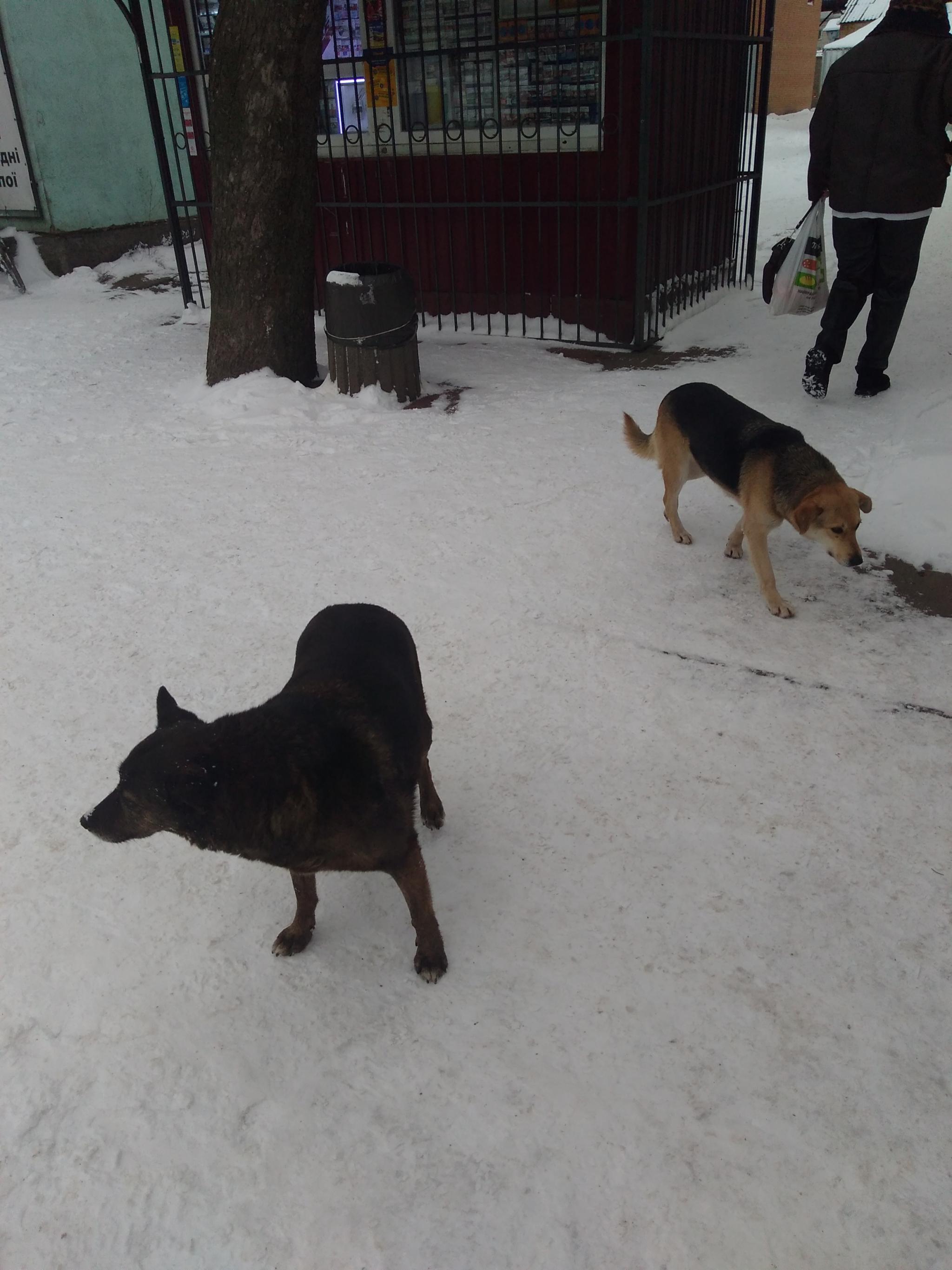 Новини Козятина - фото з Викинуті на вулицю улюбленці стали соціальною проблемою і загрозою для людей