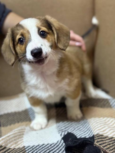 Новини Вінниці - фото з «Було троє кошенят — Димок, Шипучка і Карамелька» — понад 1 500 тварин врятували у вінницькому притулку