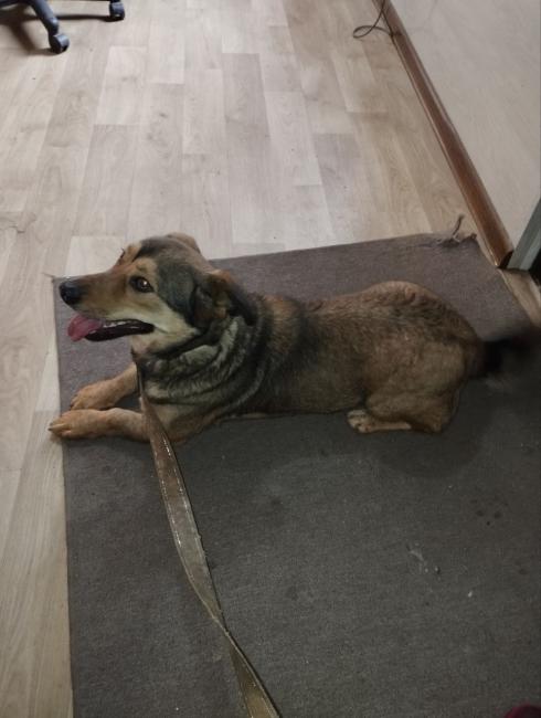 Новини Вінниці - фото з «Було троє кошенят — Димок, Шипучка і Карамелька» — понад 1 500 тварин врятували у вінницькому притулку