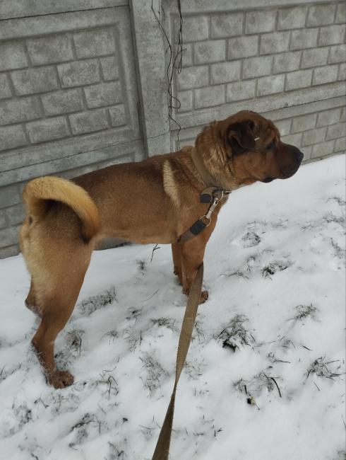 Новини Вінниці - фото з «Було троє кошенят — Димок, Шипучка і Карамелька» — понад 1 500 тварин врятували у вінницькому притулку