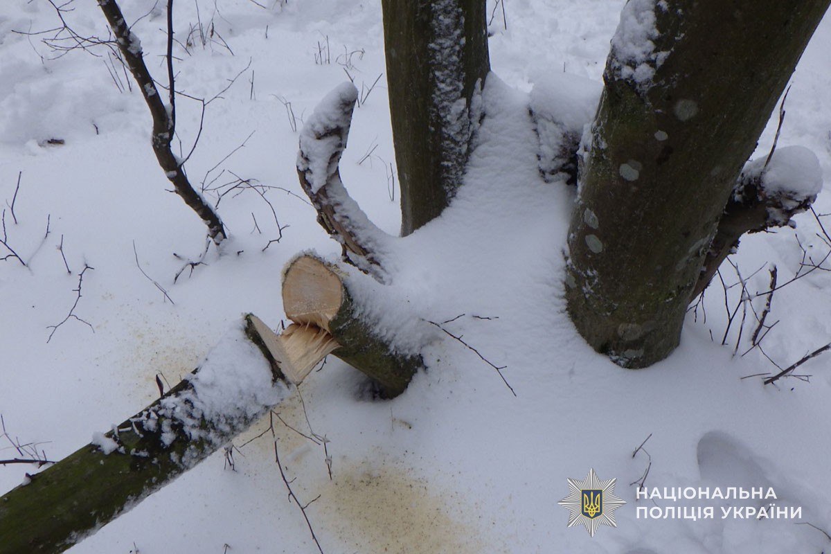 Новини Тернополя - фото з За шість зрубаних дерев у парку Здоров'я тернополянину загрожує до п'яти років в'язниці