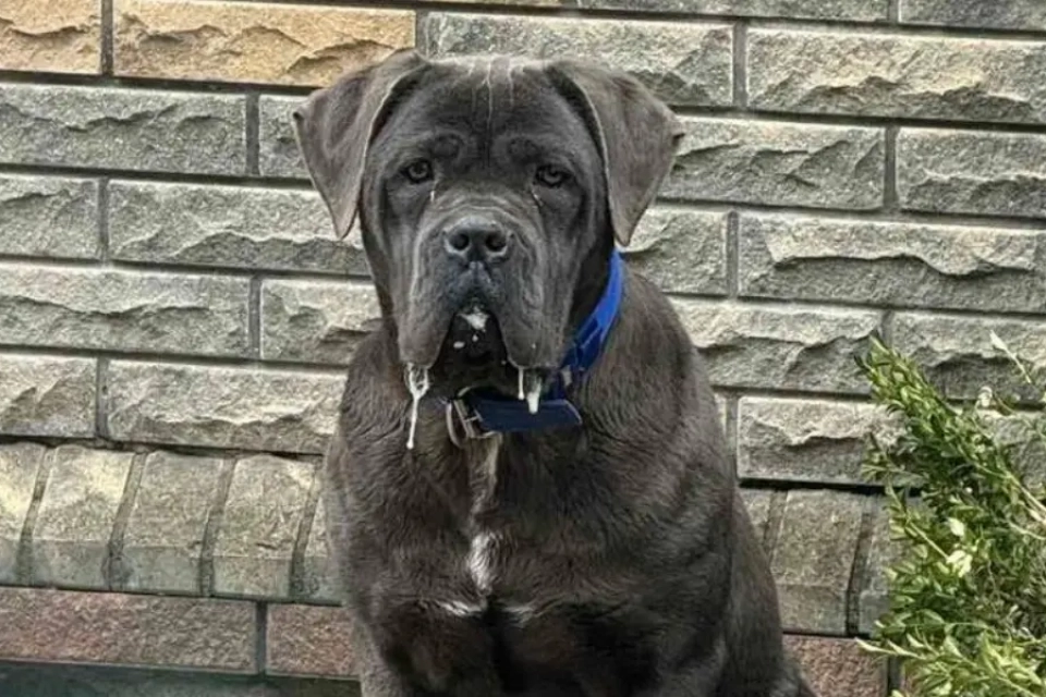 Новини Хмельницького - фото з Знайшли собаку Беллу, яка загубилася 30 грудня