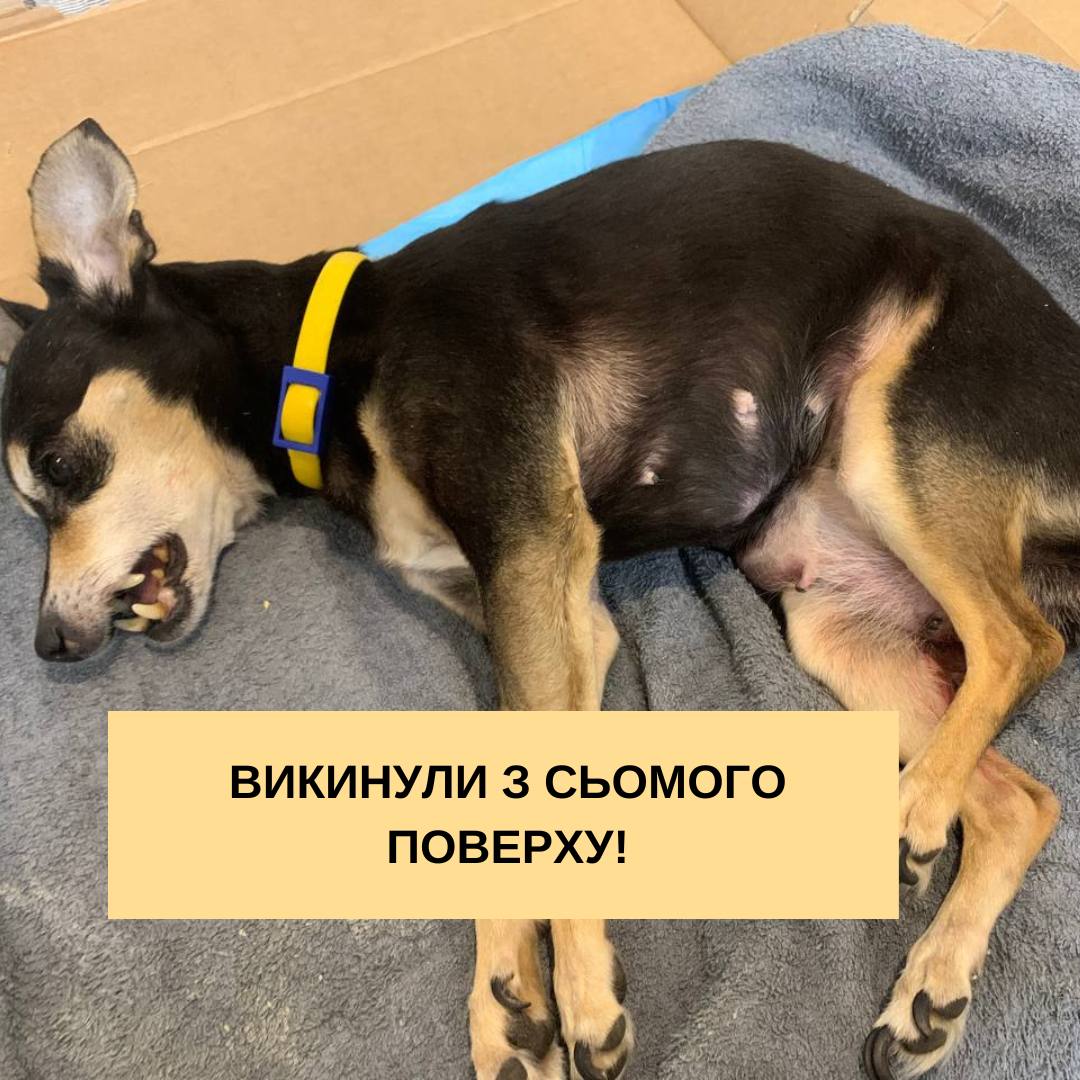 Зоозахисники повідомили у соцмережах про загибель собаки