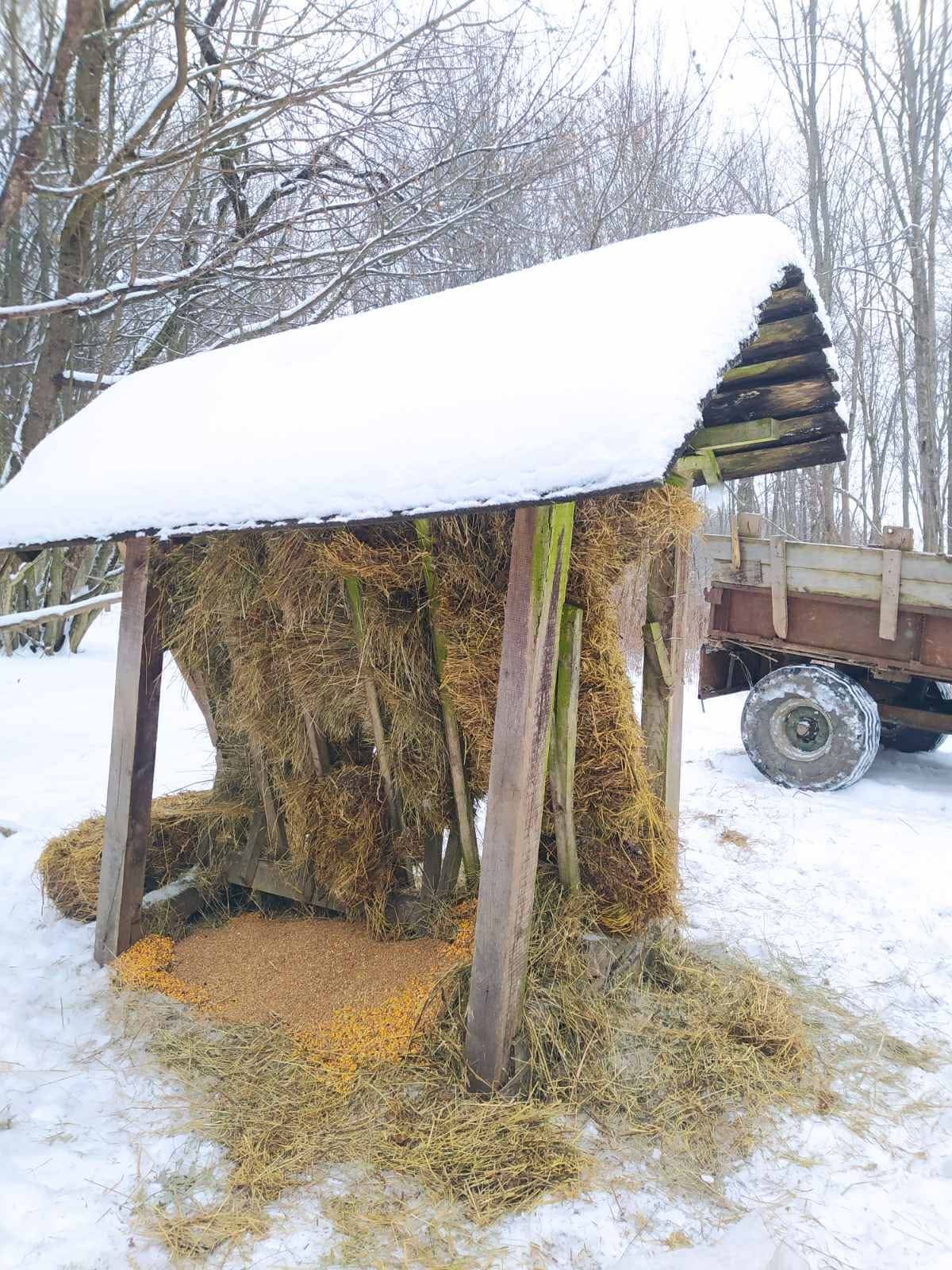 Новини Вінниці - фото з Годують і рятують від травмувань : єгер розповів про догляд за лісовими жителями в морози