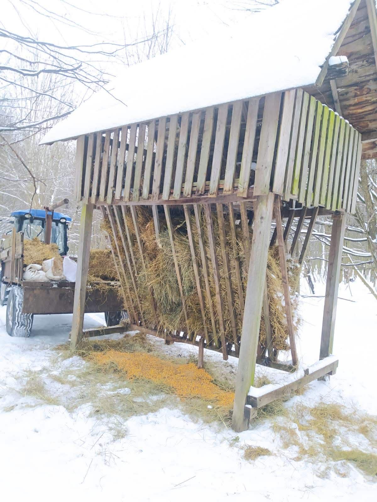Новини Вінниці - фото з Годують і рятують від травмувань : єгер розповів про догляд за лісовими жителями в морози