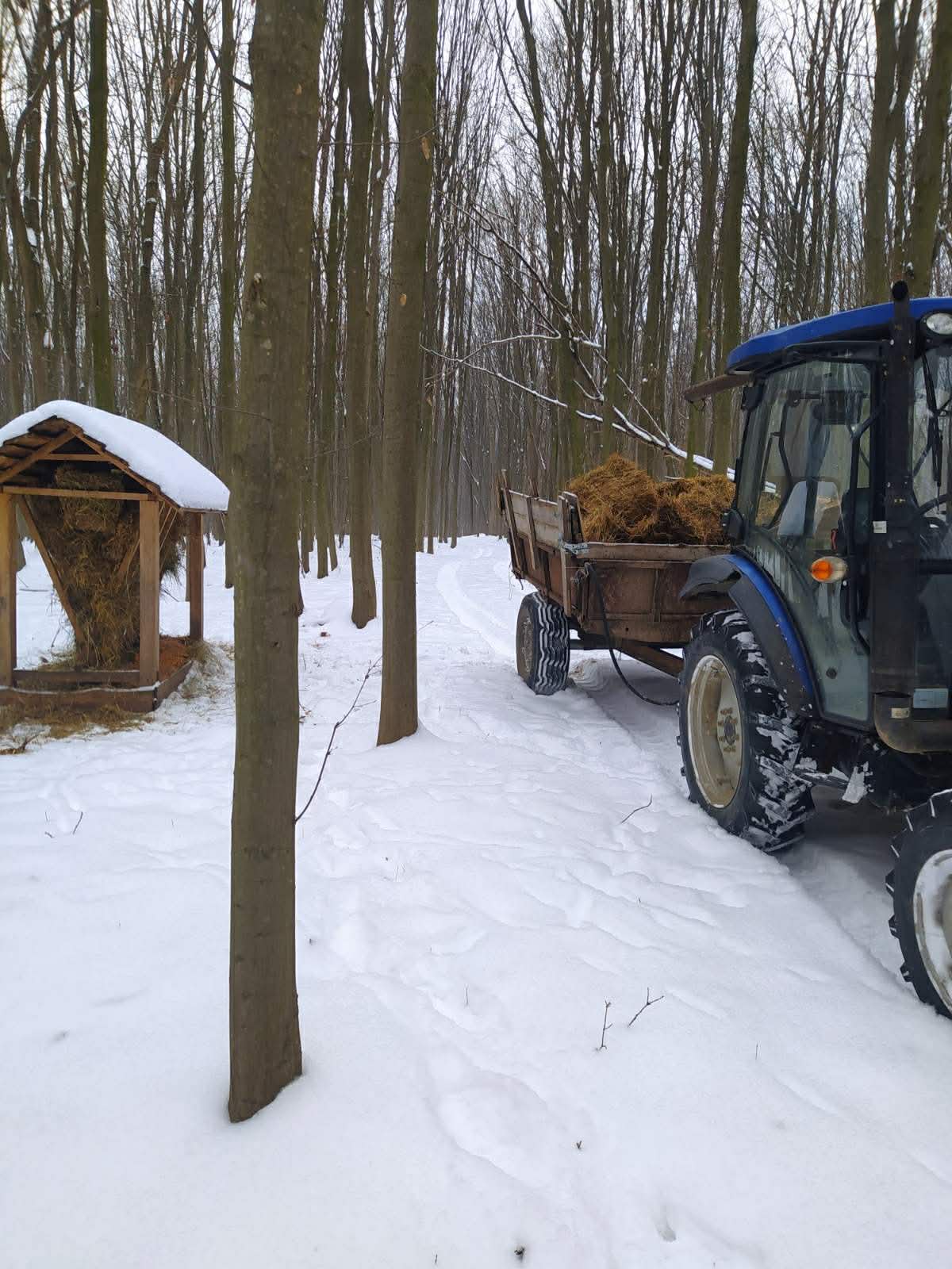 Новини Вінниці - фото з Годують і рятують від травмувань : єгер розповів про догляд за лісовими жителями в морози